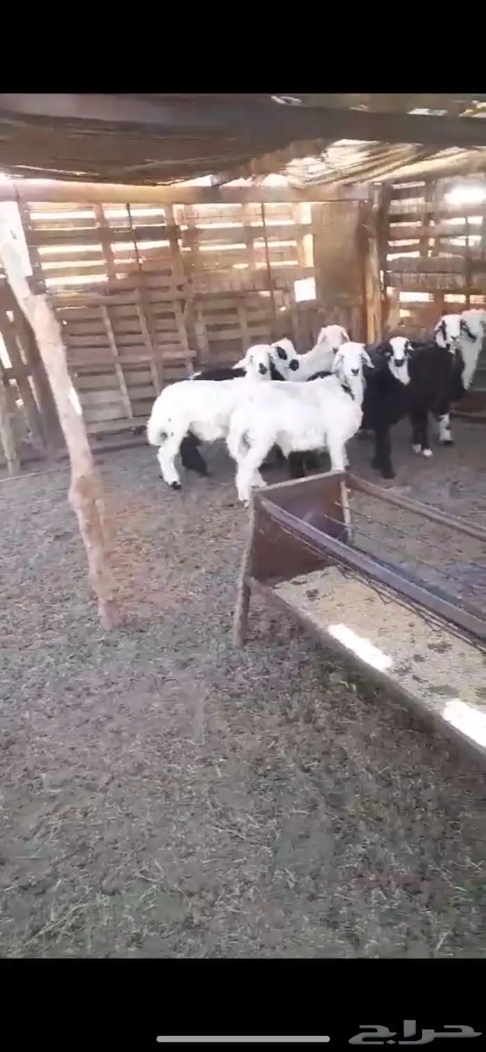 طليان ذبايح 0