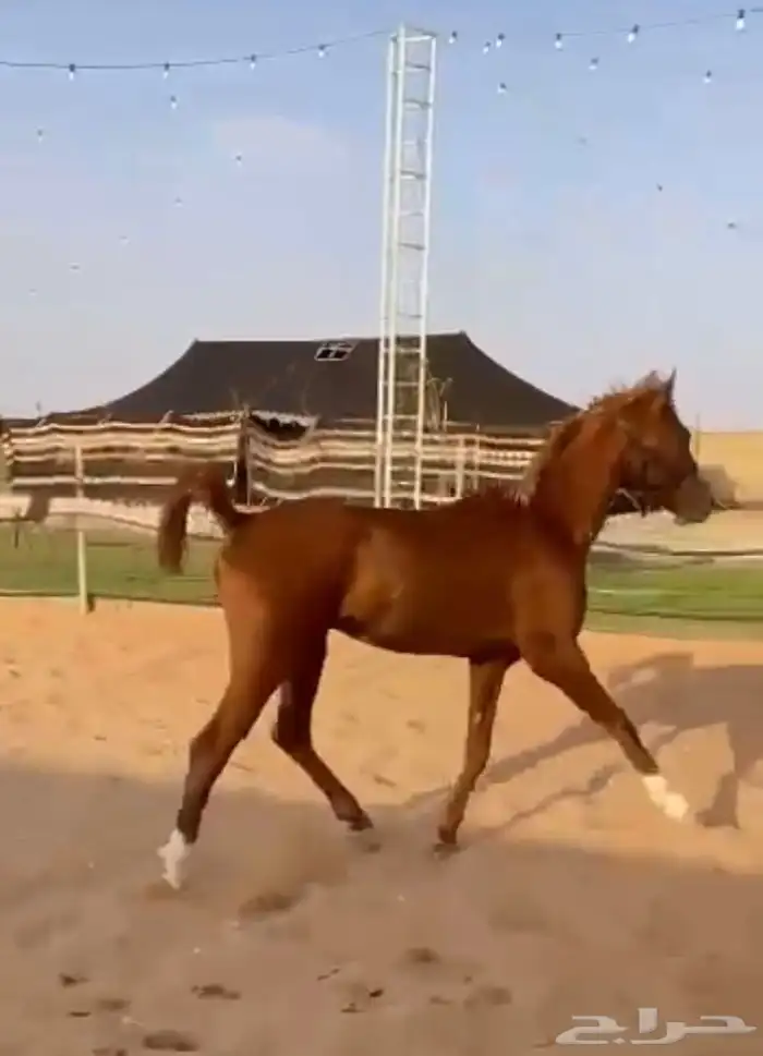 حصان واهو والبيع شعبي 2