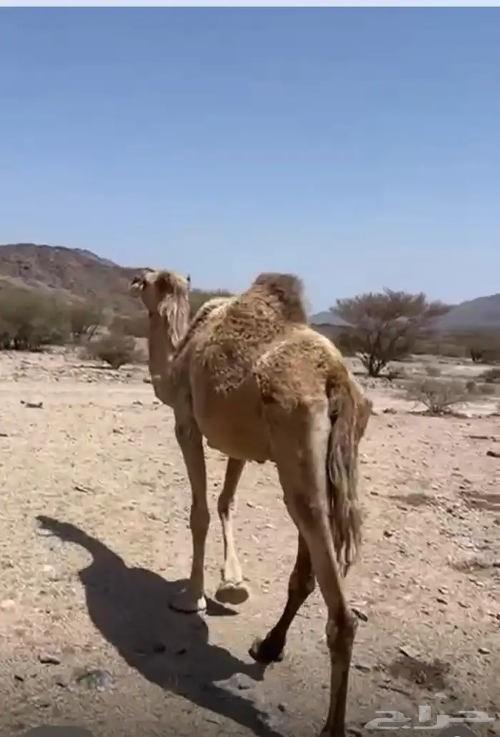للبيع ناقه حايل مشروطه من كل عيب 2