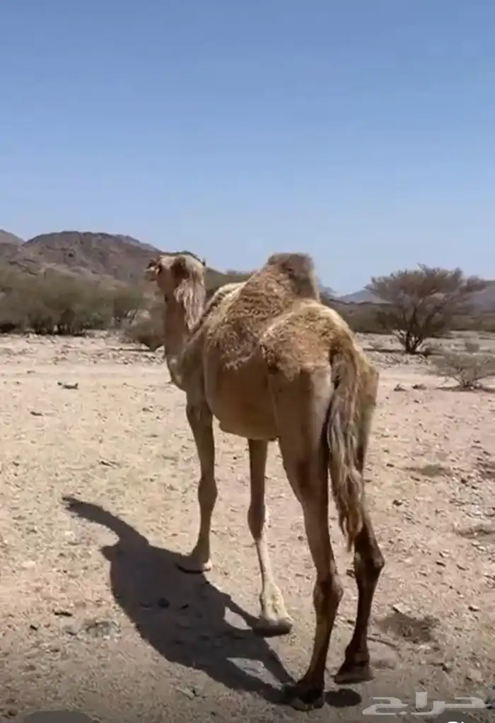 للبيع ناقه حايل مشروطه من كل عيب 0