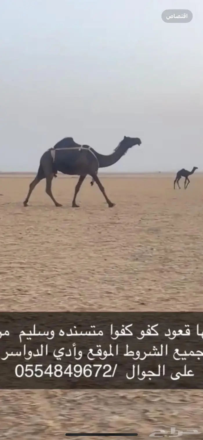 وادي الدواسر 0