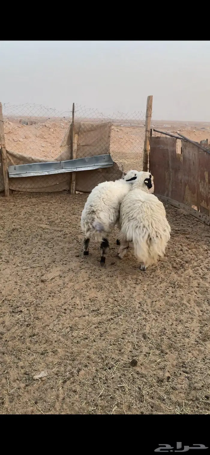 جذعات ضحايا 0