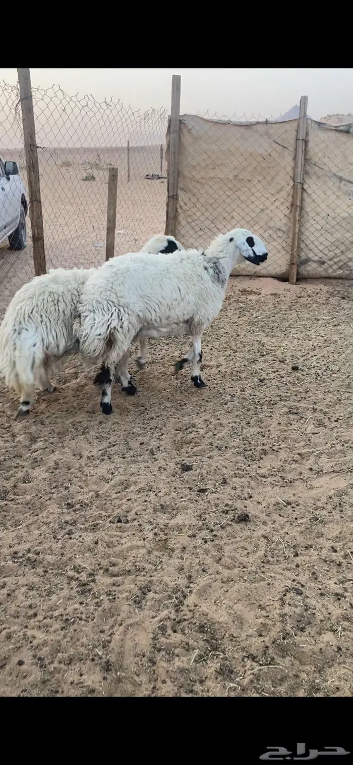 جذعات ضحايا 1