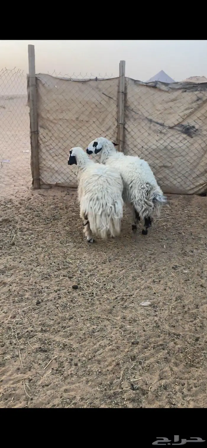 جذعات ضحايا 2