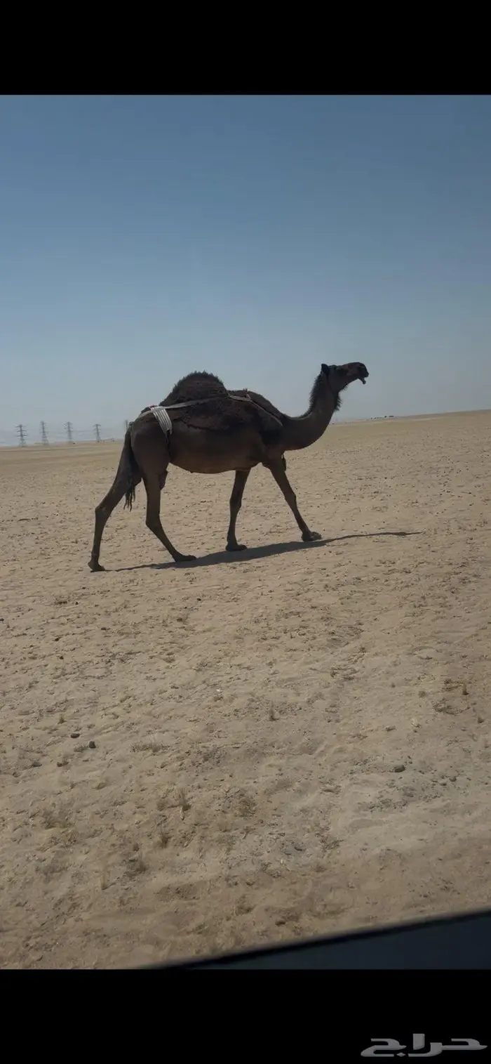 خلفه مجهم طيبه 0