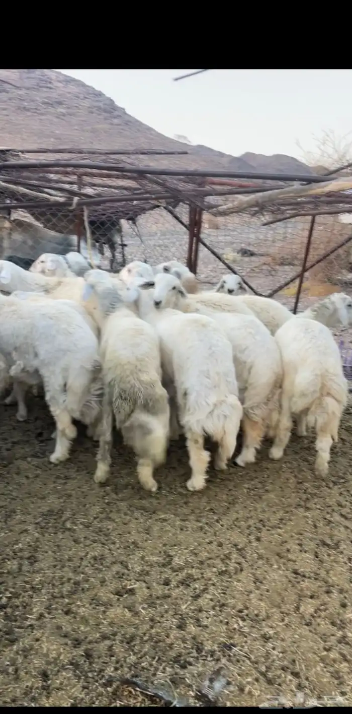 طليان جبره 0