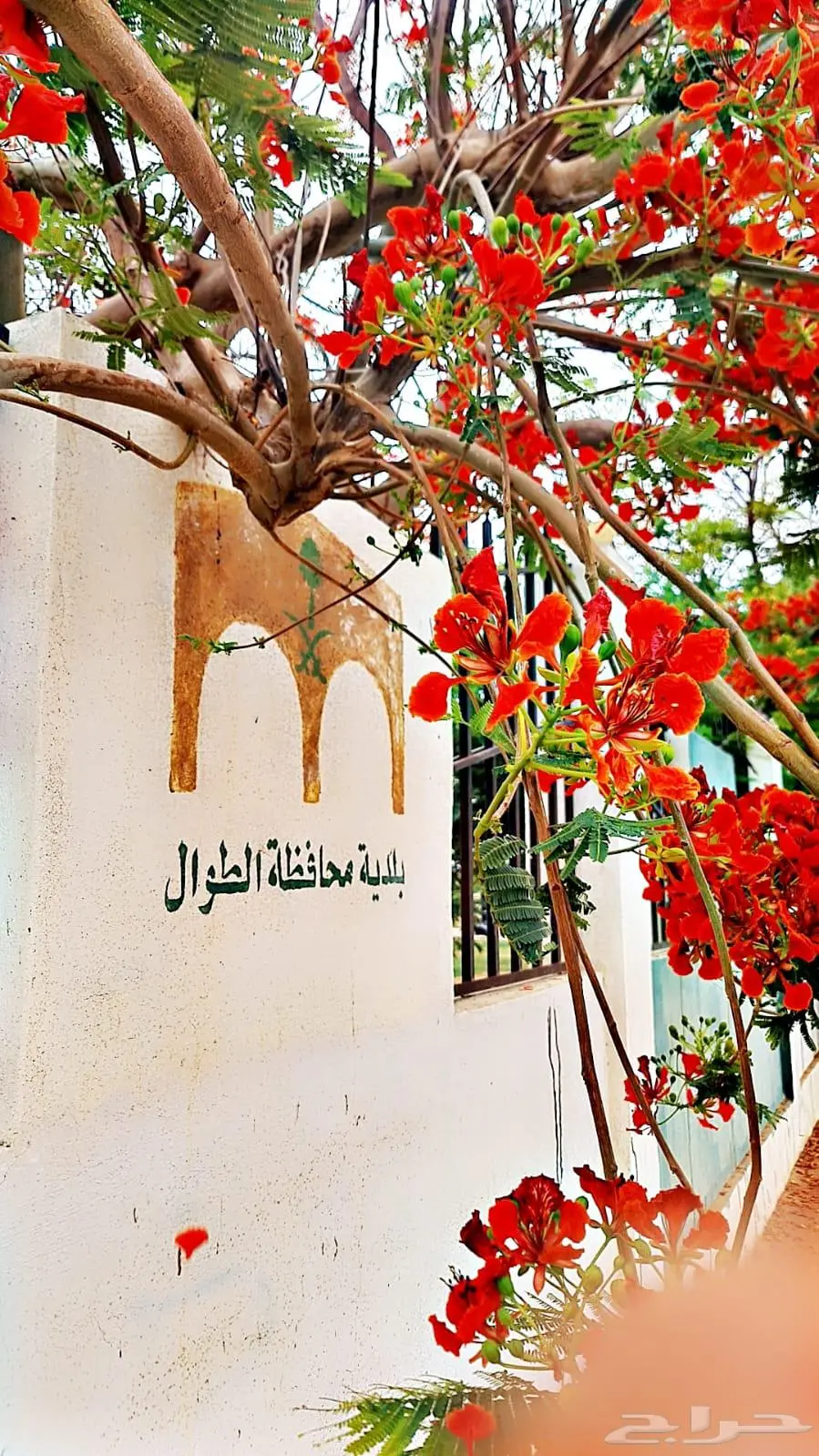 كداد صامطه وضواحيها 1