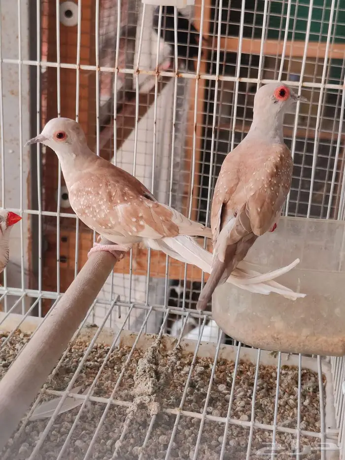 يمام ماسي ملكي اورنج 0