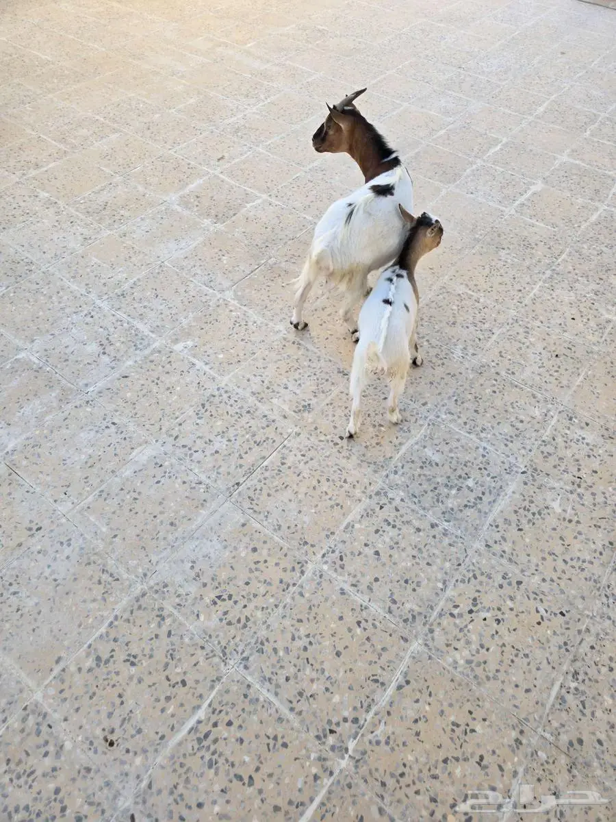 ماعز قزم 2