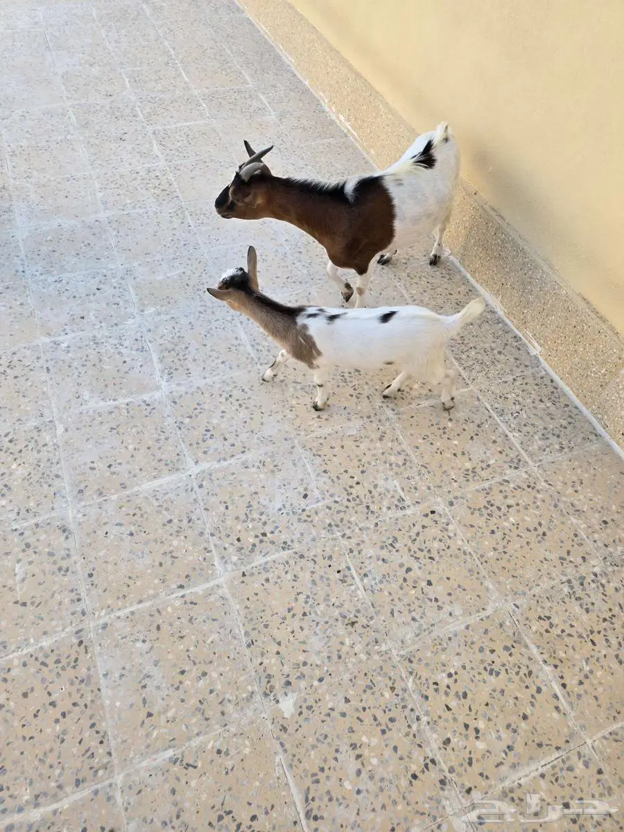 ماعز قزم 5