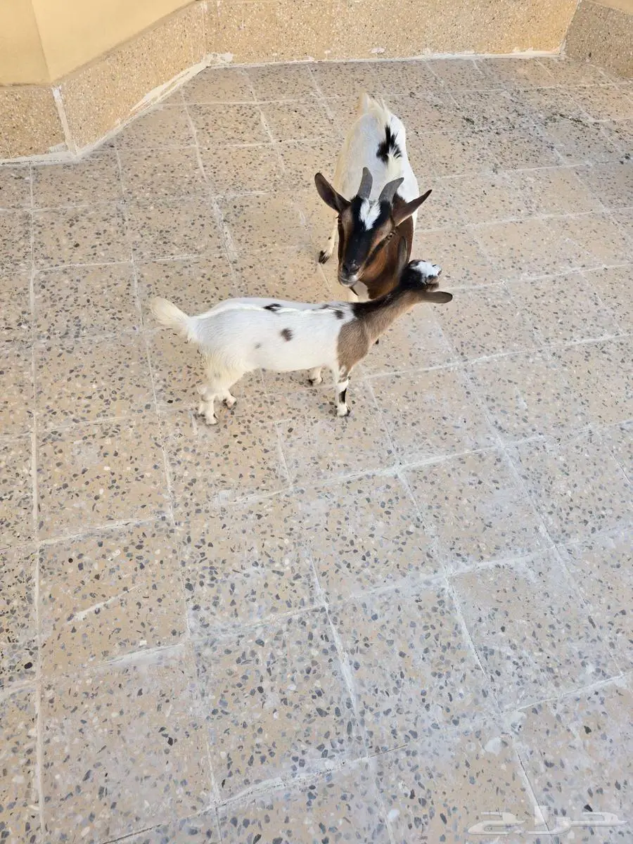 ماعز قزم 3