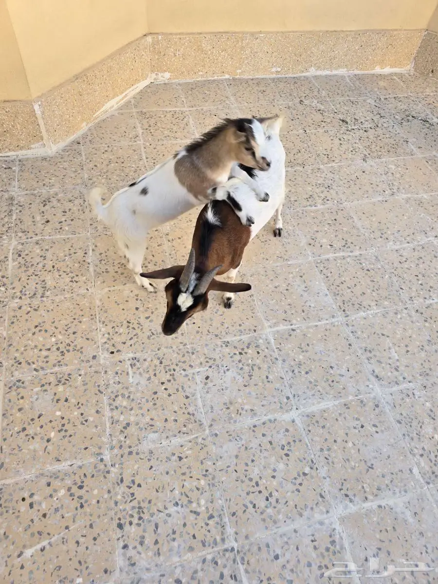 ماعز قزم 4