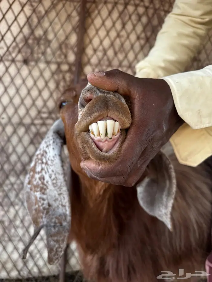 معزا للبيع 5