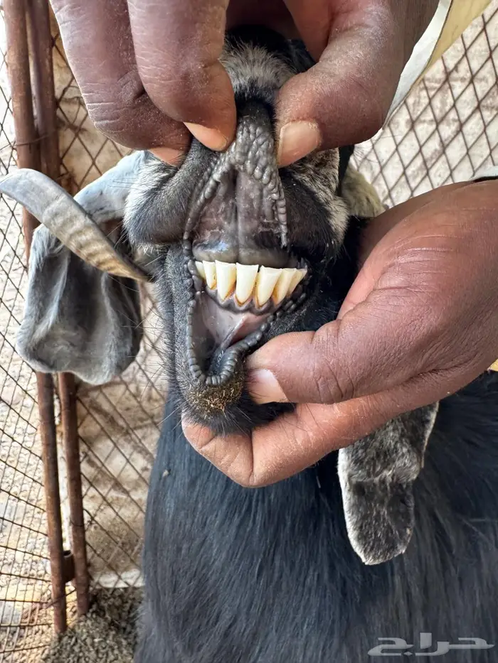 معزا للبيع 2