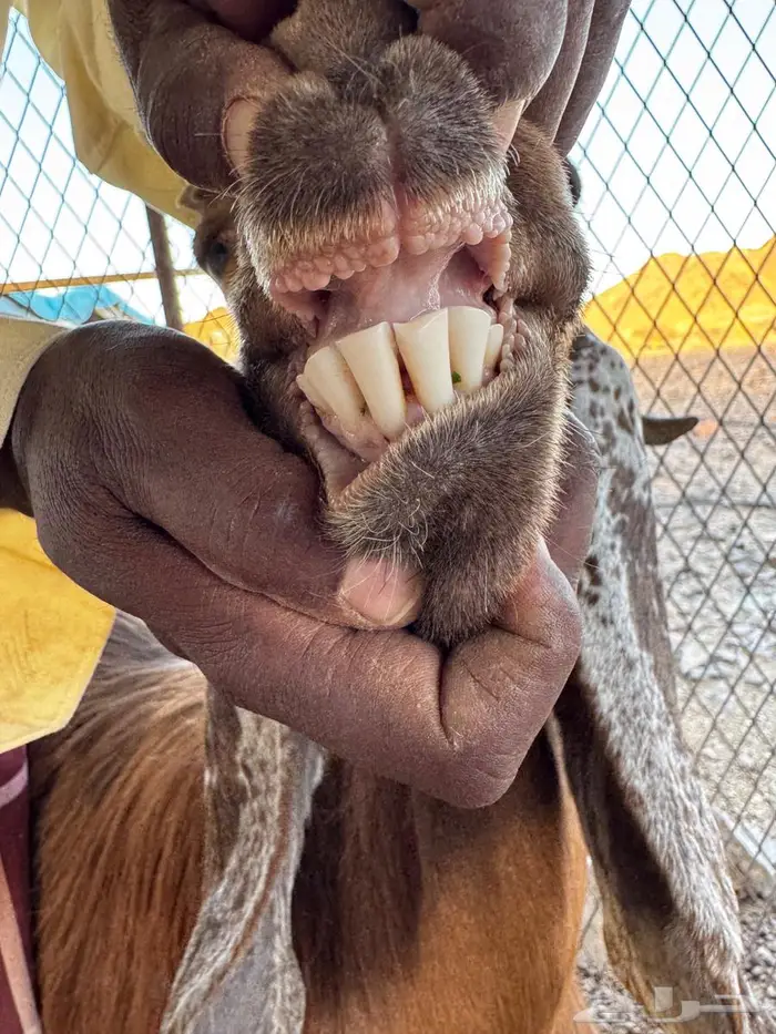 معزا للبيع 4