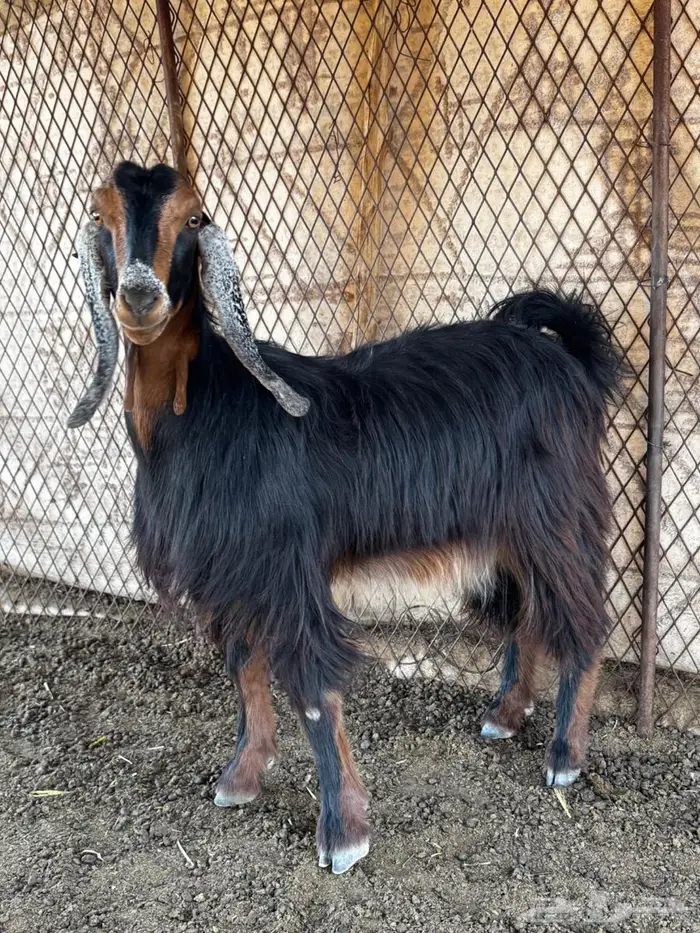 معزا للبيع 8