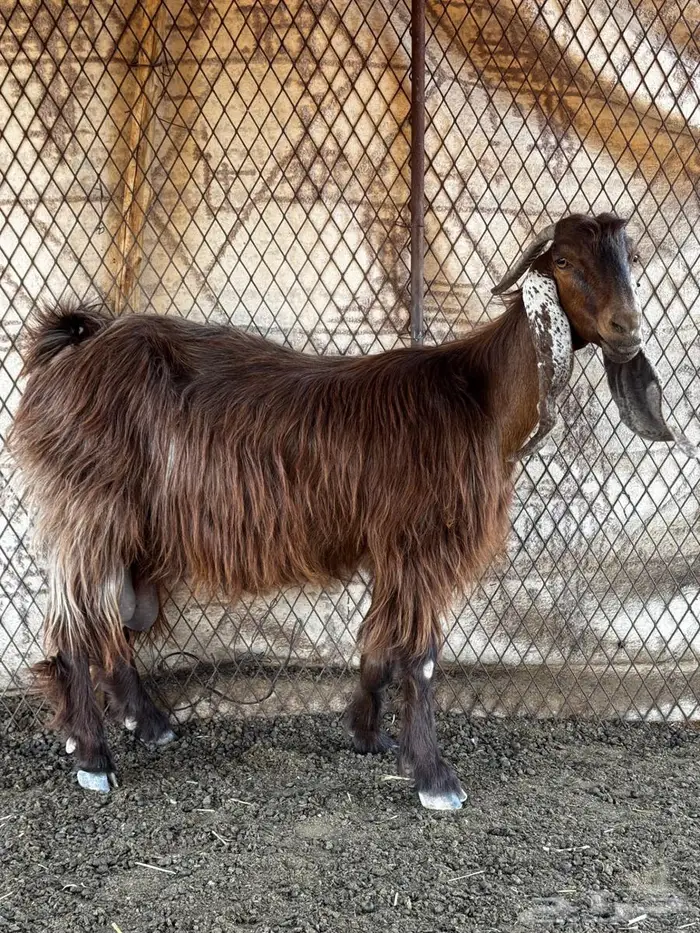 معزا للبيع 6