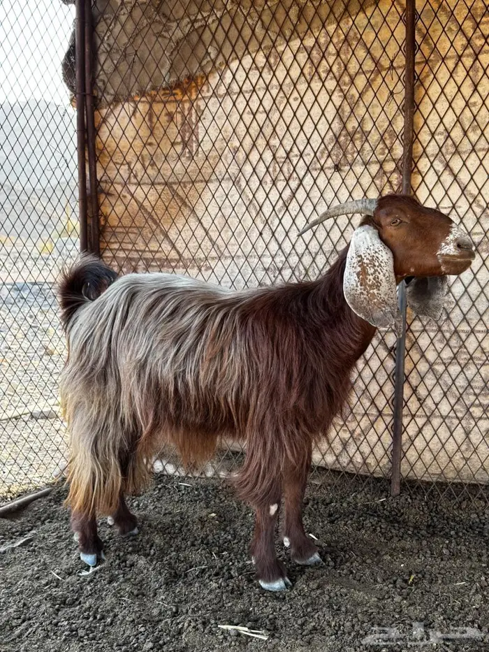 معزا للبيع 9