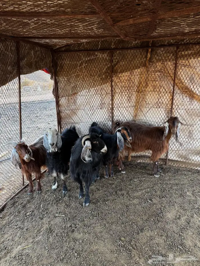 معزا للبيع 0