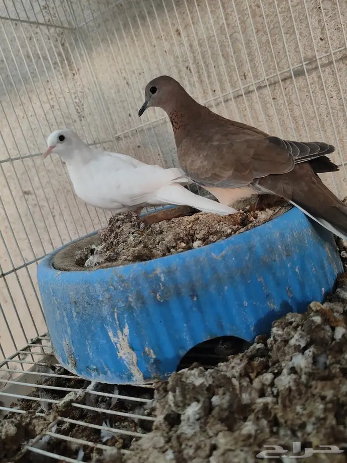نوادر يمام النخيل ابيض صك الاحساء 0