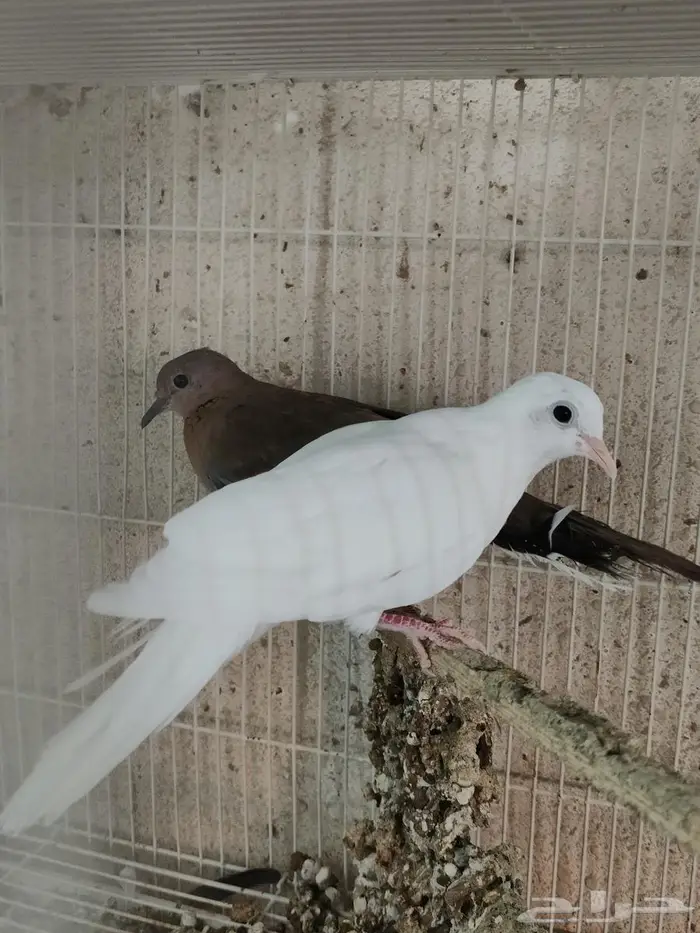 نوادر يمام النخيل ابيض صك الاحساء 1