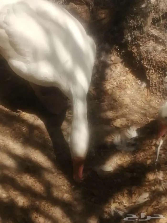 وز للبيع وز 22