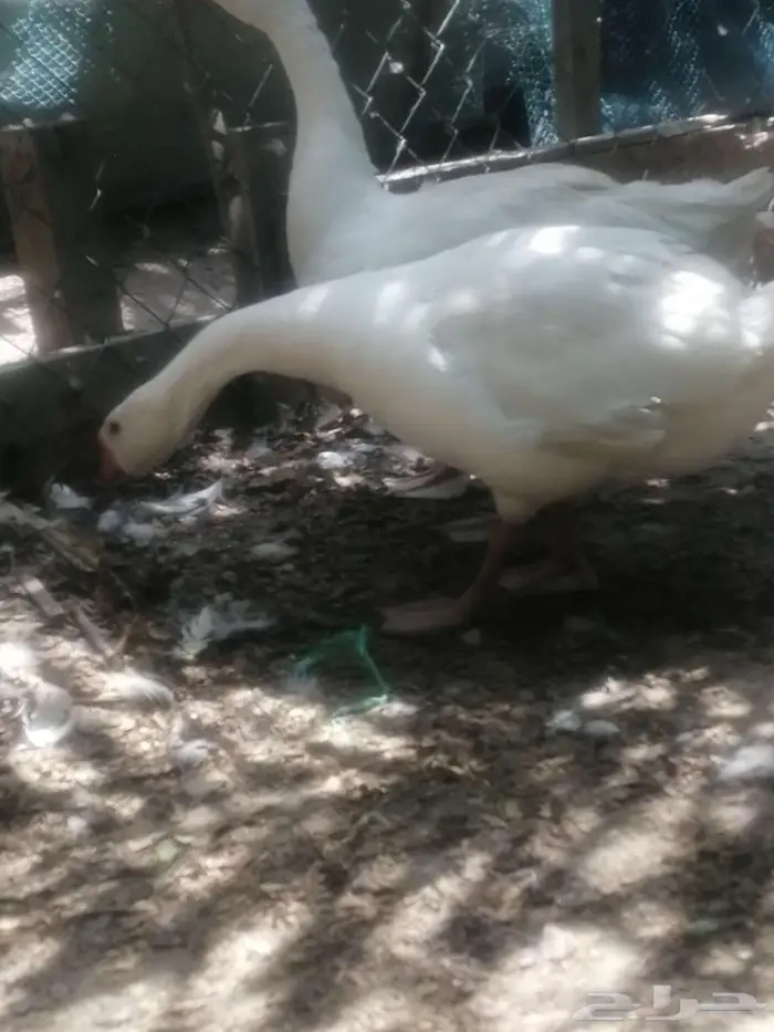 وز للبيع وز 3