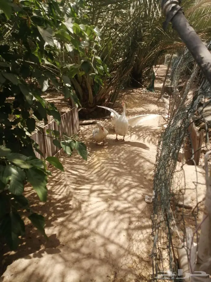 وز للبيع وز 2