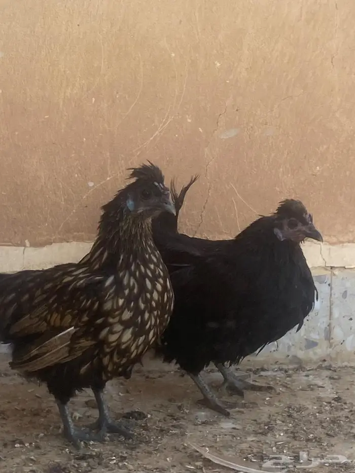 دجاج كويتي 1