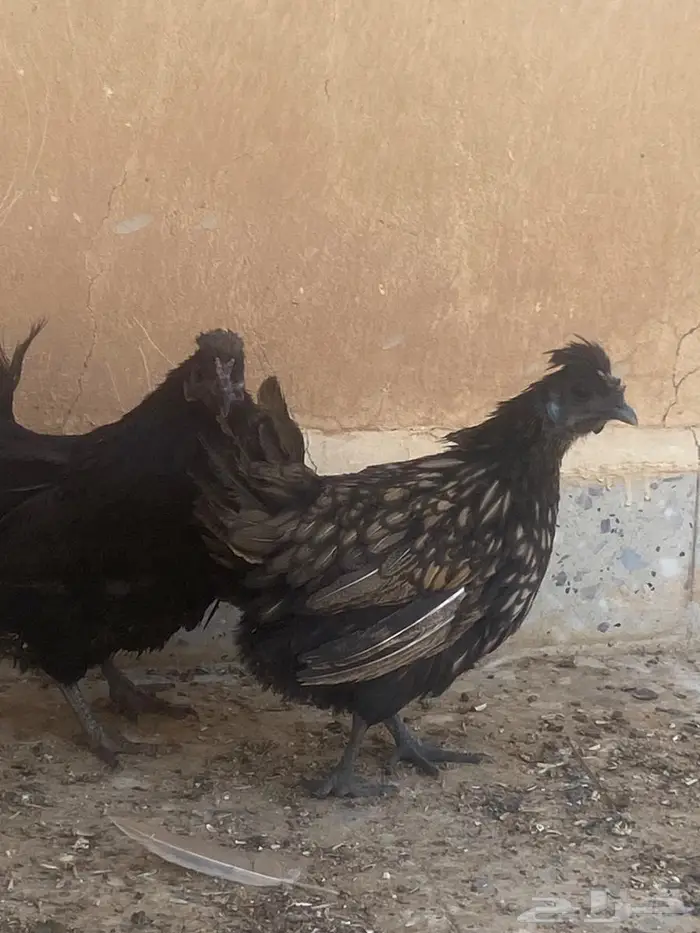 دجاج كويتي 0