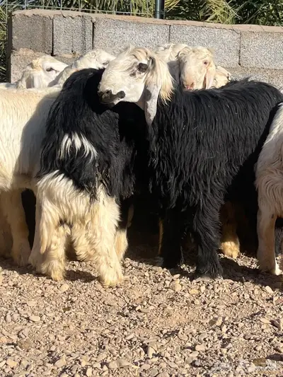 طليان حري ونجد ضحايا تم البيع 0