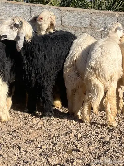 طليان حري ونجد ضحايا تم البيع 1