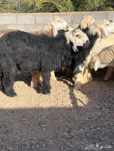طليان حري ونجد ضحايا تم البيع 3