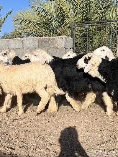 طليان حري ونجد ضحايا تم البيع 4