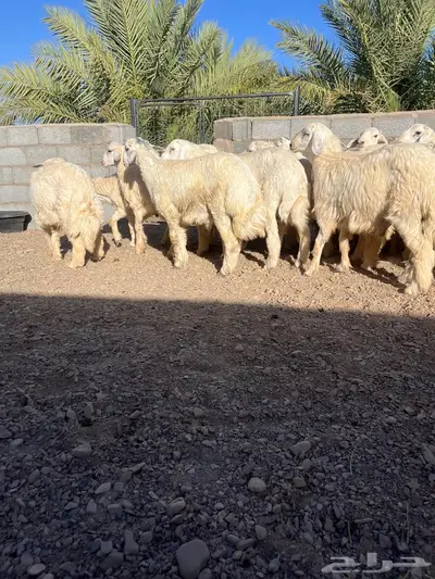 طليان حري ونجد ضحايا تم البيع 7