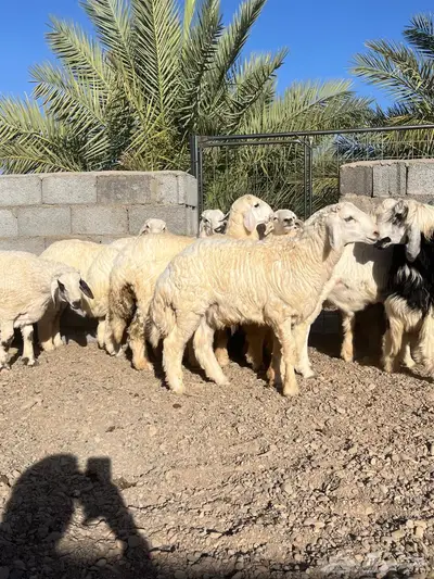 طليان حري ونجد ضحايا تم البيع 6