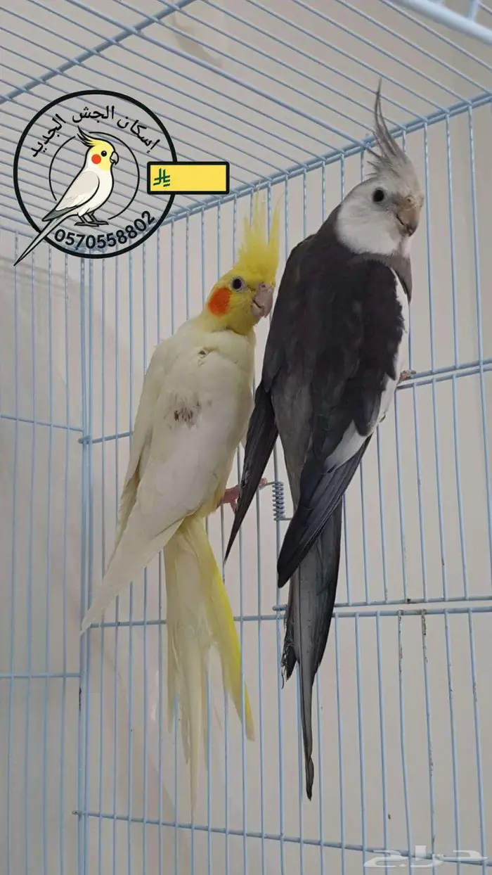 للبيع أزواج كروان منتجه 3
