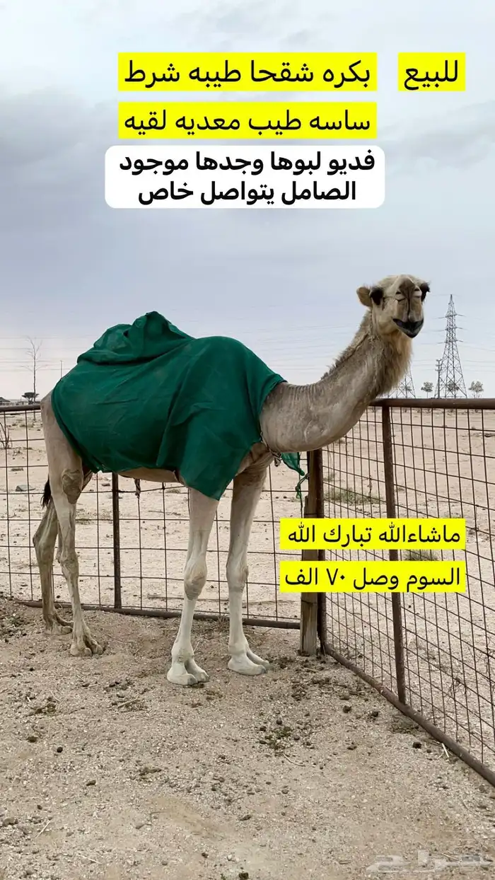 الابل 0