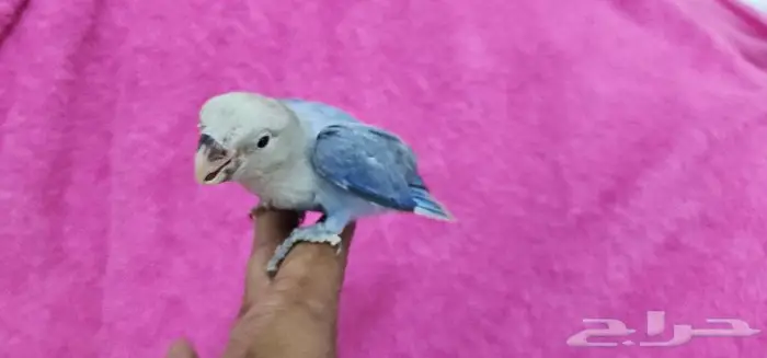 طأئر روز فايلوت هدد اليف 0