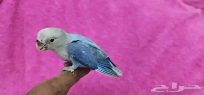 طأئر روز فايلوت هدد اليف 4