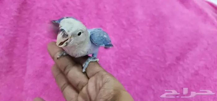 طأئر روز فايلوت هدد اليف 5