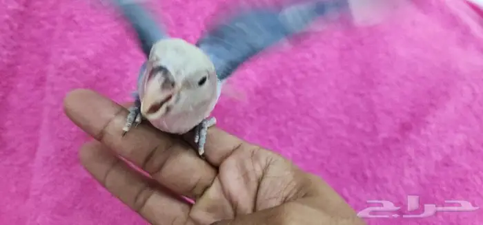 طأئر روز فايلوت هدد اليف 3