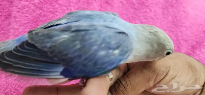 طأئر روز فايلوت هدد اليف 2