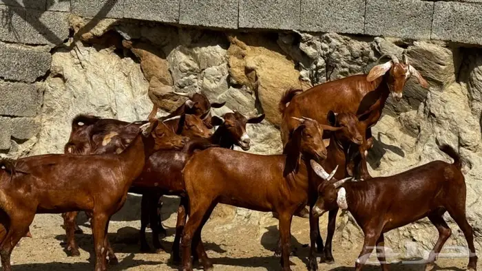 معزا دهم 8 بالفحل تم البيع 4