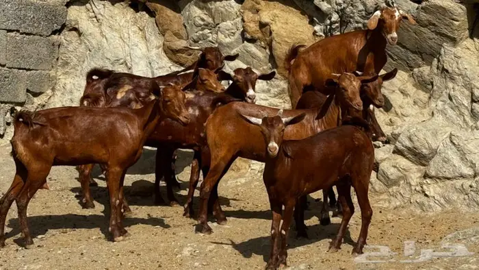 معزا دهم 8 بالفحل تم البيع 0