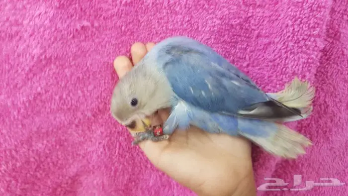 روز اليف جدا 1