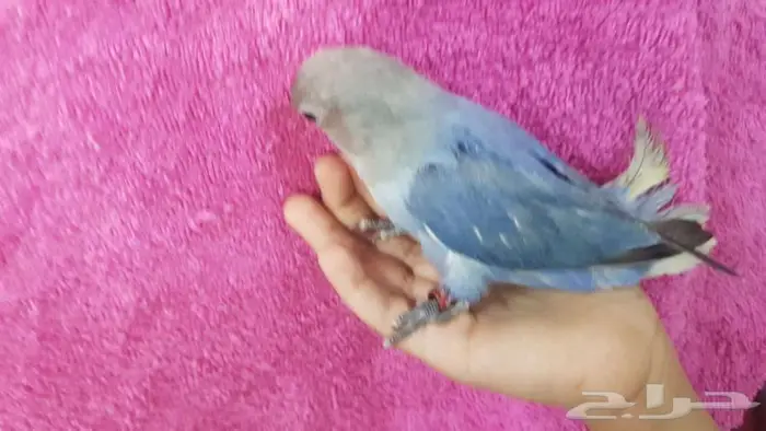 روز اليف جدا 2