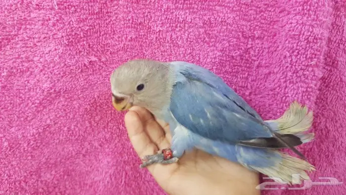 روز اليف جدا 0