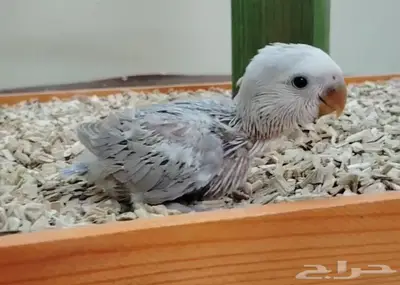 فروخ روز غر كنيور بادجي سيريلاك أقفاص طيور 5