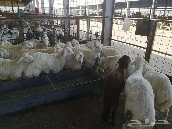 طليان حري عقيقة على 1600 شامل تصوير ذبح توزيع توصيل 4